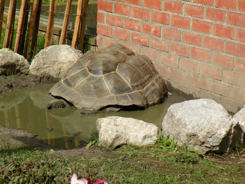  tortue géante